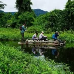 Bamboo Raft Amazon Lagoon Closeup