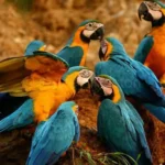 Jungle Tours