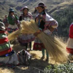 Quechua Women Harvesting Straw Andes